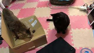 2018051215クロちゃんとマサオ君