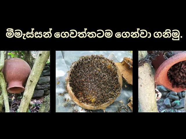 මීමැස්සන් ගෙදරට ගෙන්වා ගැනීමට රුකුලක් තියමු.
