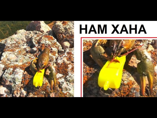 Рак на горе уже свистнул Рак на горе уже свистнул