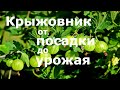 КРЫЖОВНИК от ПОСАДКИ до УРОЖАЯ!!!