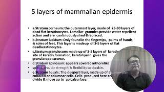 Integuments of Mammals