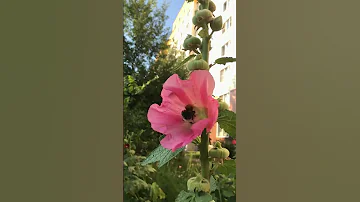 Шмель. Шмель.
