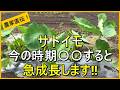 【里芋栽培】肥料不足の見極め方と2回目の追肥・土寄せなどのお世話を解説【有機農家直伝！無農薬で育てる家庭菜園】　26/7/4