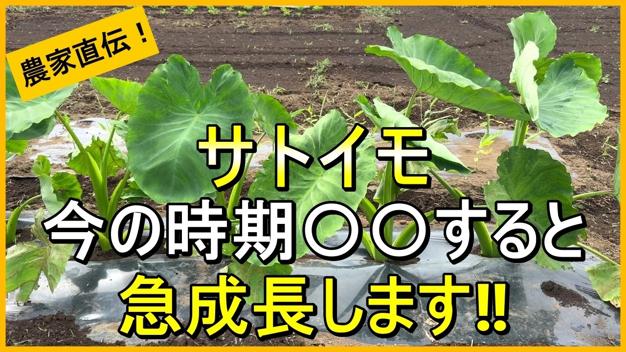 【里芋栽培】肥料不足の見極め方と2回目の追肥・土寄せなどのお世話を解説【有機農家直伝！無農薬で育てる家庭菜園】　26/7/4