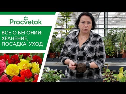 Секреты выращивания БЕГОНИИ. Хранение зимой, посадка, уход