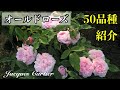 オールドローズ５０品種以上紹介 （22年5月中旬撮影）