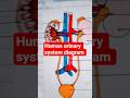 # human urinary system #  with labelled diagram #