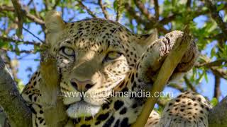 Sleepy leopard's struggle: A tree top siesta interrupted by WildFilmsIndia 1,565 views 1 day ago 2 minutes, 52 seconds