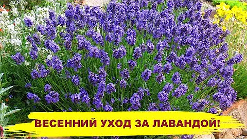 ЛАВАНДА ЗАТМИТ ЦВЕТЕНИЕМ ЕСЛИ СДЕЛАЕТЕ ЭТО ВЕСНОЙ! Первая подкормка и обрезка лаванды весной