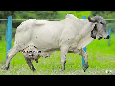 LOTE 26   GALE 406