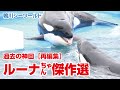 ルーナちゃん傑作選【過去の神回を再編集】Orcas at Kamogawa Sea World in Japan