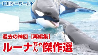 ルーナちゃん傑作選【過去の神回を再編集】Orcas at Kamogawa Sea World in Japan
