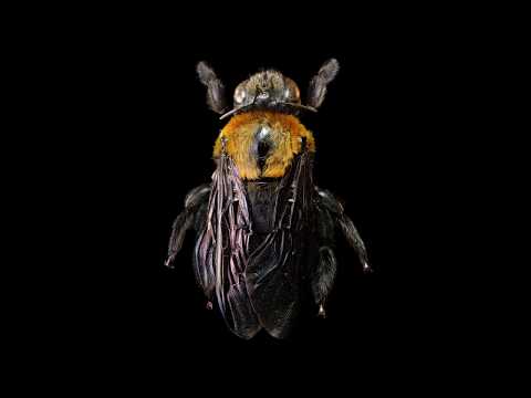 The Bee macro photography