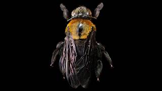 The Bee macro photography