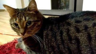 Кошка Плюшка. Для настроения ))) Кошка Плюшка. Для настроения )))
