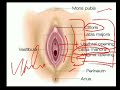 Lecture 3 , female reproductive system (1) , chapter 3 human reproduction, for neet
