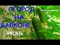 Огород на балконе.Июнь