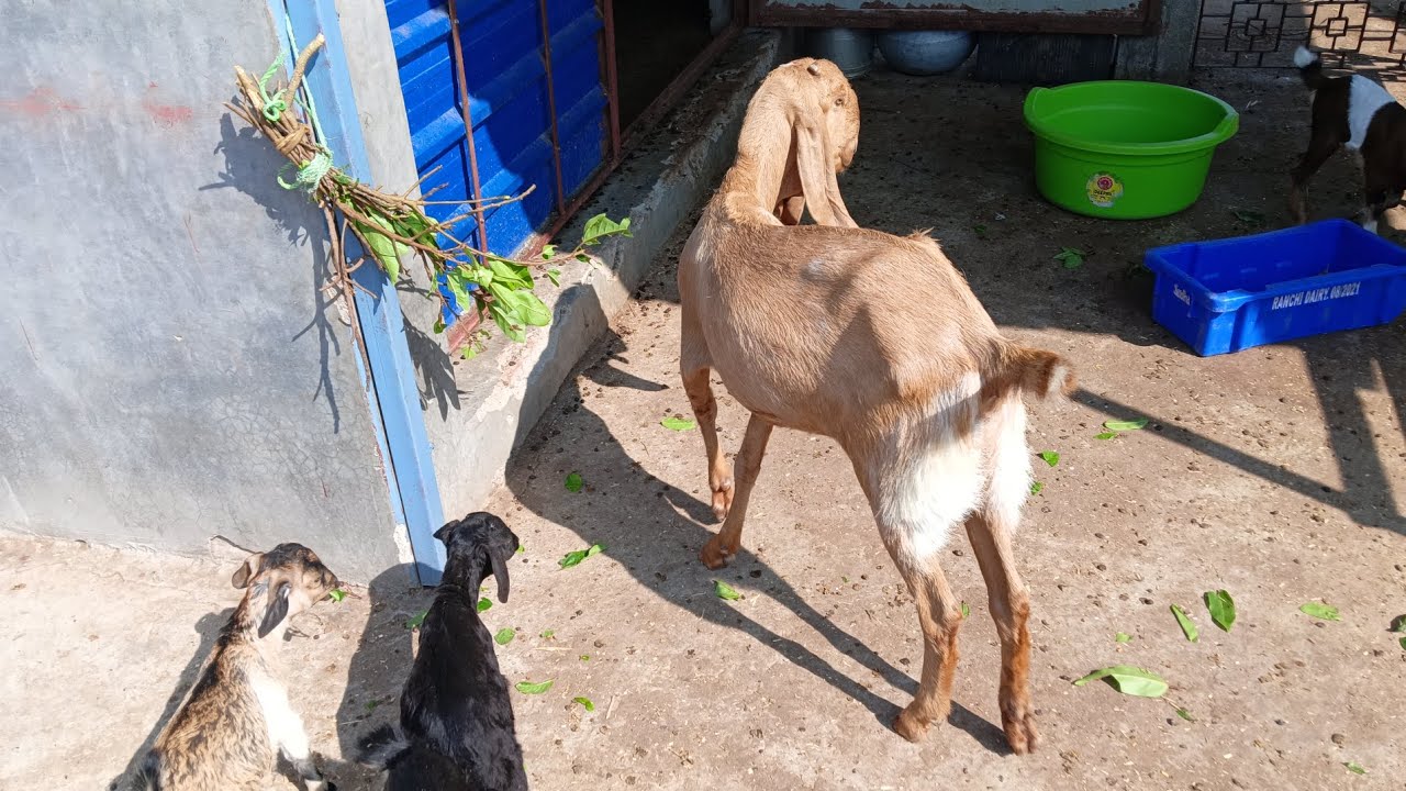 Aaj alhamdulillah ramzan ka day 7  aaj toh hamri kabutrii Bach gyi 