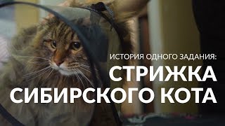 История одного задания: как стригли пушистого кота История одного задания: как стригли пушистого кота