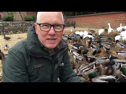 #1 Meet the Birds - Daily bird feed at Pensthorpe - March 2020