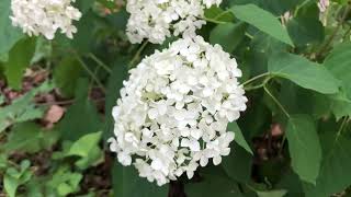 Great Hydrangeas for Shade with Derek & Chloe Get It Growing Native Oakleaf Hydrangeas Are Great For Shade