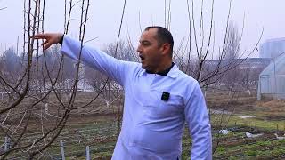 : Danakli va urugli mevali daraxtlarga shakl berish b'oyicha maslahatlarini berishadi