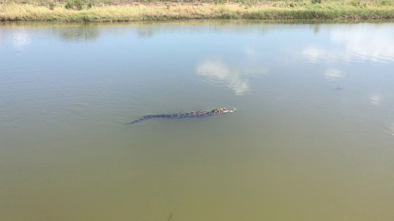 Ship Island Mississippi, Alligator! YouTube