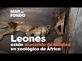 Leones están muriendo de hambre en zoológico de África
