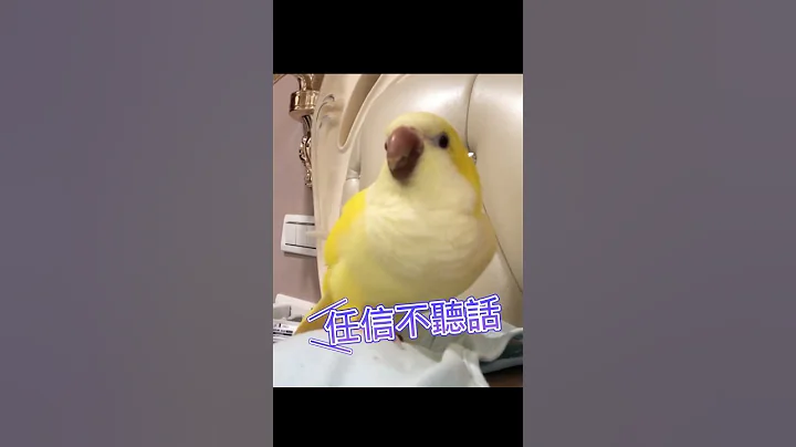 很会说话的和尚鹦鹉任信!还会与人对话!太可爱啦!!Renshin the Monk Parrot is so cute! - 天天要闻