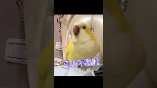 很會說話的和尚鸚鵡任信!還會與人對話!太可愛啦!!Renshin the Monk Parrot is so cute!