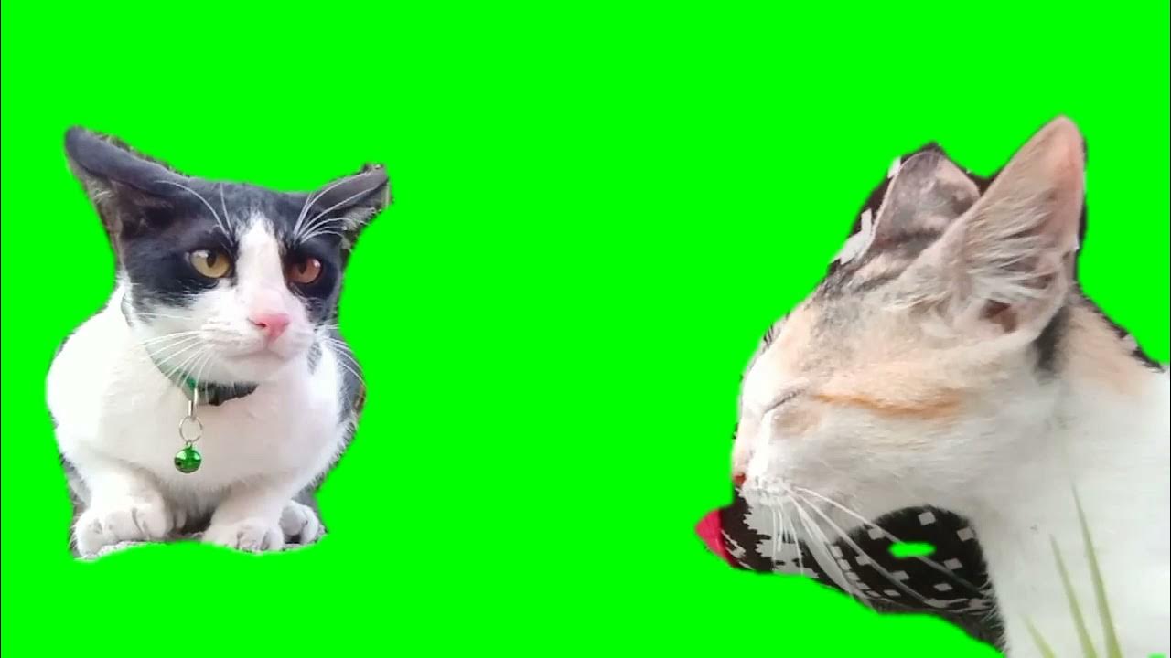 Angry Cat/Green Screen Free - YouTube
