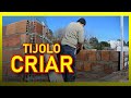 Como crescer a parede de tijolos