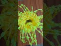 flower vase #shortsfeed #handmade #ytshorts #koodaiplasticwirebagkaisebanaye #baisali crafts ⭐️💐