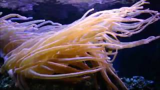 Anthozoa: flowers of the sea - [corals, sea anemones documentary HD]