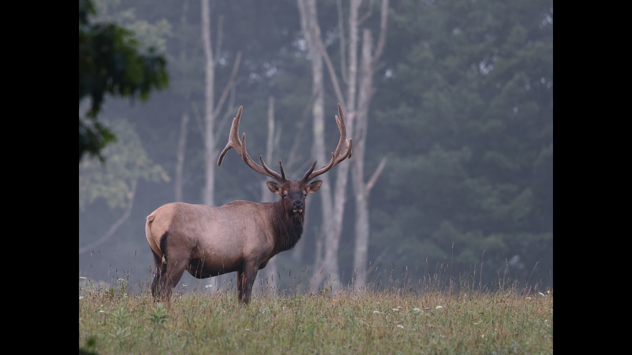 Jeremy Bannfeild Pa ELK Biologist full video