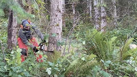 Remove a Couple Trees ... and Clean Up (John Deere 2025R Grapple)