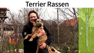 Steffi`s Hunderassen Lexikon ️ Terrier Rassen ️ Die Hunderasse Terrier ️