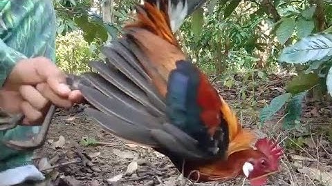 bẫy gà rừng 2021 wild chicken trap