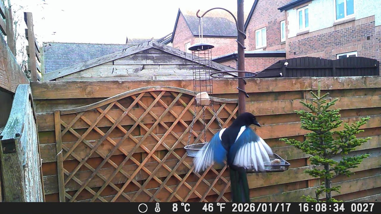 Garden Trail Camera 17th January 2026