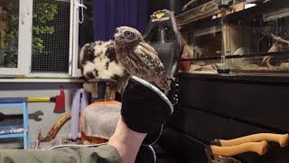 The Little owl Luchik caught Artem by the slipper. Slipper suffered morally