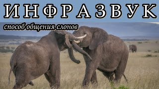 ИНФРАЗВУК - Один из способов общения слонов