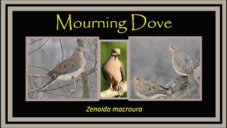 Mourning Dove (Zenaida macroura) Identification & Facts