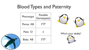 Blood Types and Paternity | Bio Basics 🐧