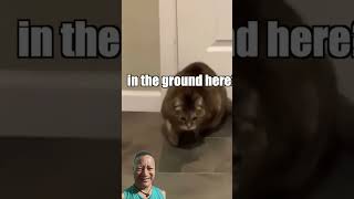 When the catnip hits pt. 2