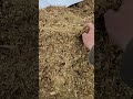 cracked into the first bag and the cows love it