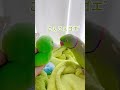 こんばんは🙂↕️こんにっち〜は〜🙂 おはよ🫨 クセのあるあいさつと、いろんなおしゃべり🦜 #わさびっちょ #おしゃべりインコ #ワカケホンセイインコ #shorts