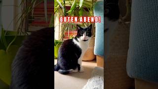 Short #1063 | Guten Abend!