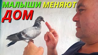 ВЫСОТА и ВРЕМЯ с каждым днём всё Лучше❗ Молодые голуби 2023