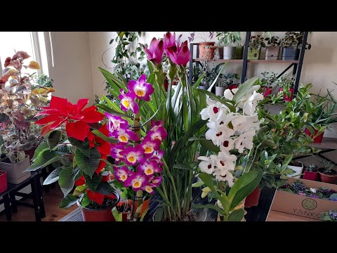 Βίντεο: Φροντίδα Rex Begonia σε εσωτερικούς χώρους – Πώς να μεγαλώσετε τη Rex Begonia ως φυτό εσωτερικού χώρου