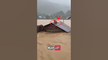 khi chú voi bất ngờ giải cứu chú chó mắc kẹt trên mái nhà trong vùng ngập lụt 👍👍👍👍👍